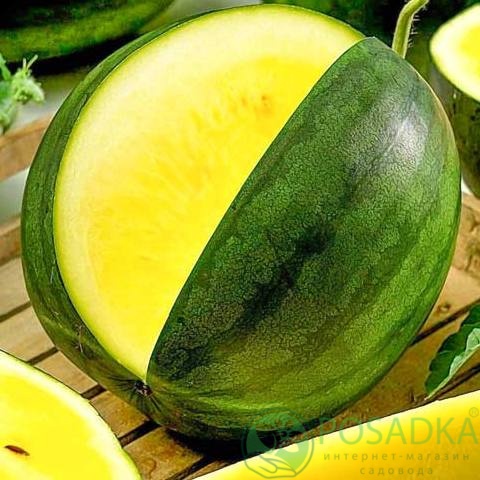 картинка Семена арбуз Янусик, 1 гр, SeedEra картинка Семена арбуз Янусик, 1 гр, SeedEra