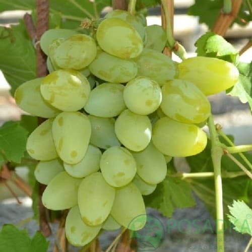 картинка Виноград Бажена 