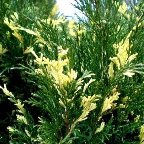 картинка Можжевельник казацкий Variegata 
