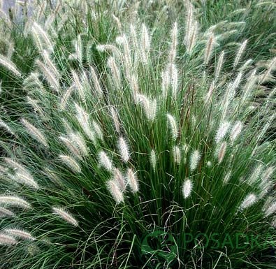 картинка Пеннисетум лисохвостый "Little Bunny" 