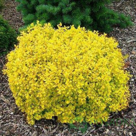 картинка Барбарис Тунберга Evita 