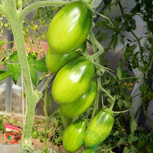 картинка Семена Томат Груша Изумрудная 0.1гр, SeedEra 