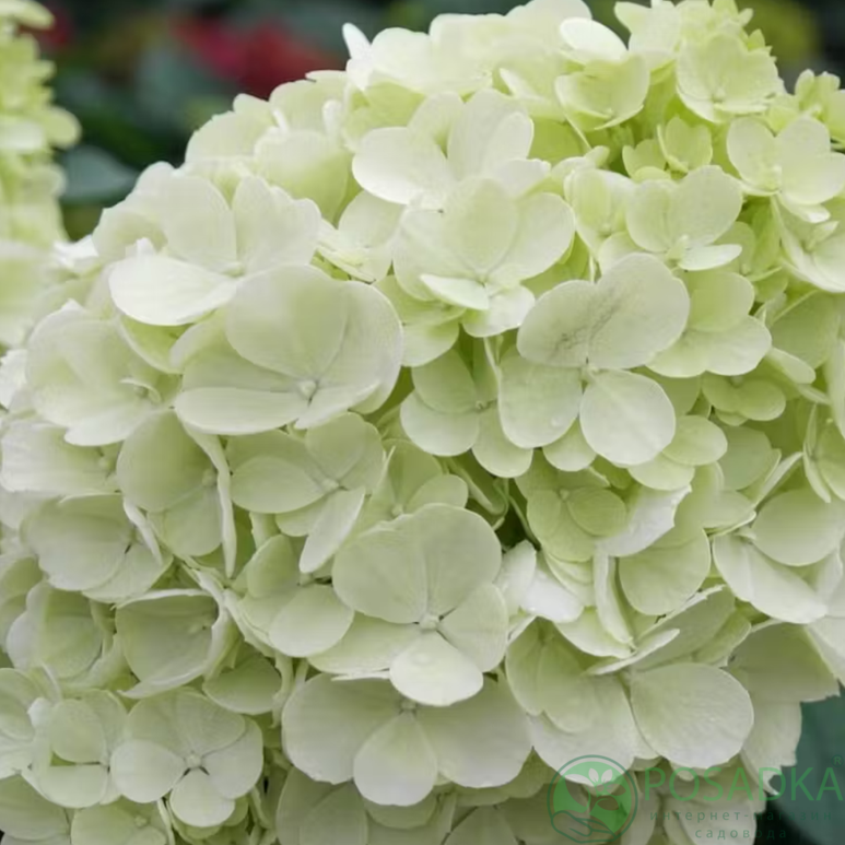 картинка Гортензия метельчатая Living Summer Breeze 