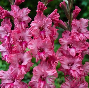 картинка Гладиолус Kingston Ruffle 