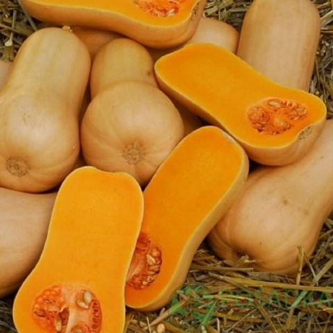 картинка Семена Тыква Арабатская 3 г, Seedera 