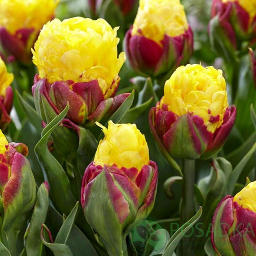 картинка Тюльпан Ice Cream Banana  картинка Тюльпан Ice Cream Banana