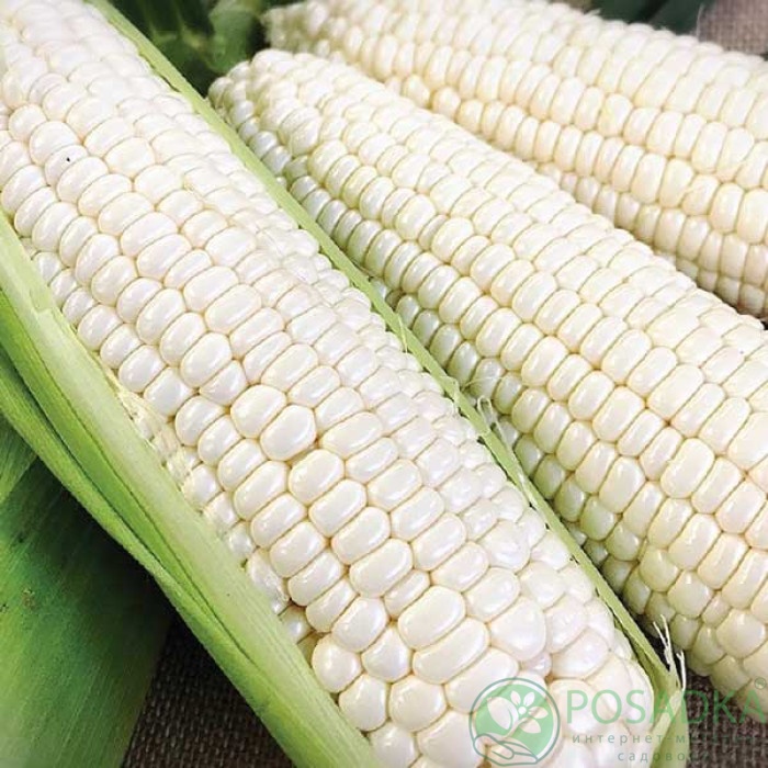 картинка Семена кукуруза Гласиал F1, 20 шт, Seedera Profi 