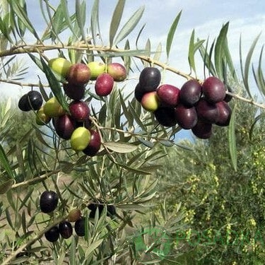 картинка Олива европейская Picual 