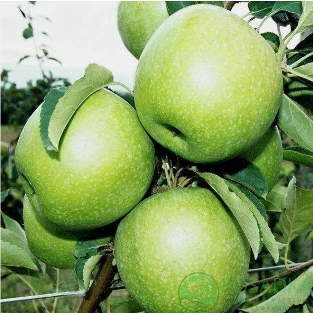 картинка Яблоня Гренни Смит 