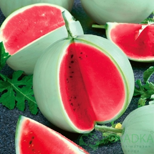 картинка Семена Арбуз Цельнолистый, 1гр, SeedEra 