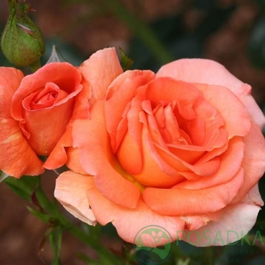 картинка Роза флорибунда Бетти Хакнесс 