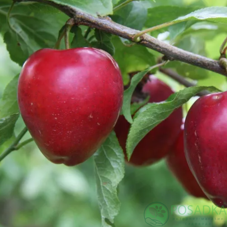 картинка Слива колоновидная Рубин 