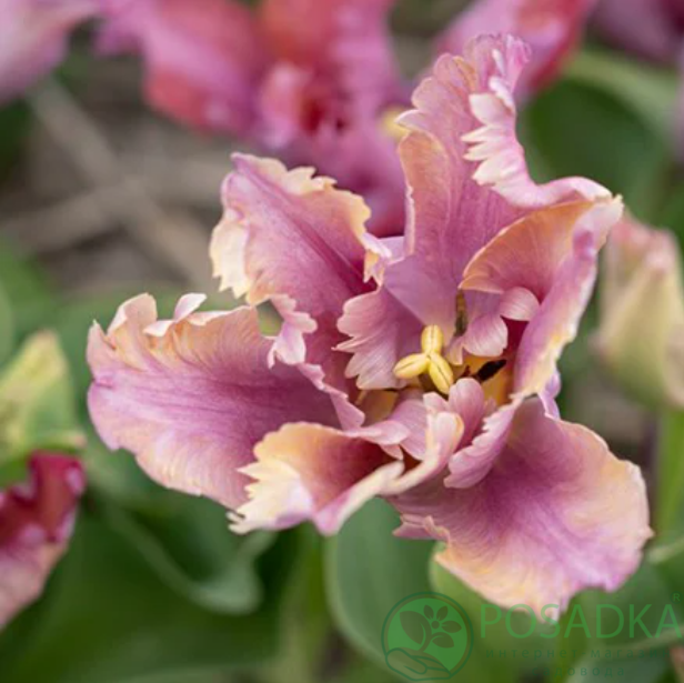 картинка Тюльпан Vovos  картинка Тюльпан Vovos