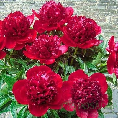 картинка Пион Red Charm 