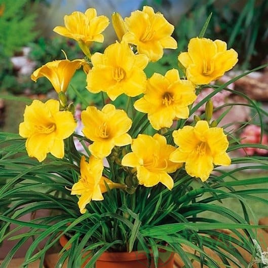 картинка Лилейник Stella de Oro 2л 