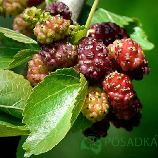 картинка Шелковица розовая Мереживо 