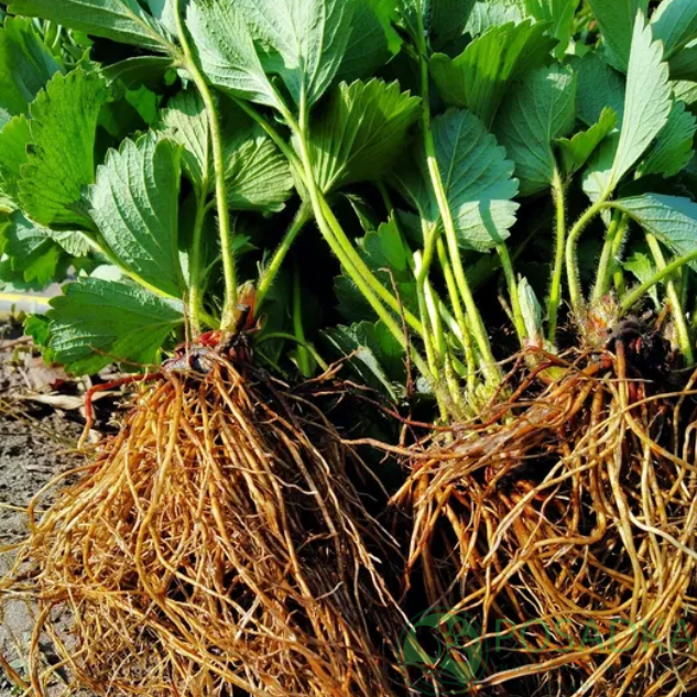 картинка Клубника Клодия 