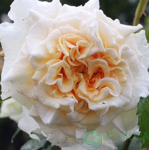 картинка Роза чайно-гибридная Комтесса (Comtessa) 