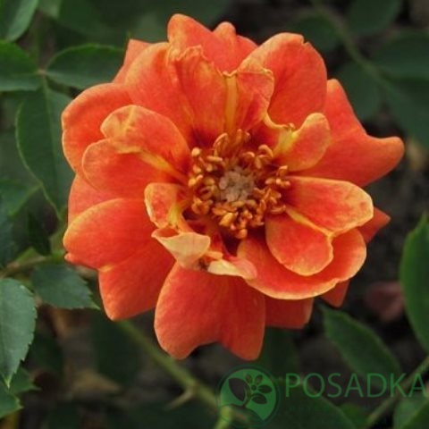 картинка Роза кустовая Персиан Сансет 