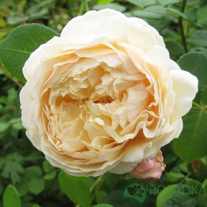 картинка Роза английская Чарльз Дарвин (Charles Darwin) 