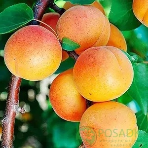 картинка Абрикос Мелитопольский поздний 