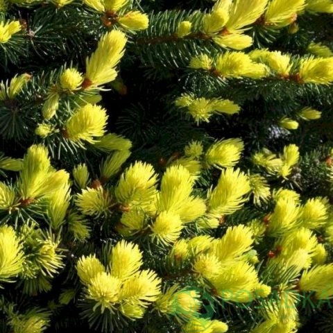 картинка Ель колючая Майголд 