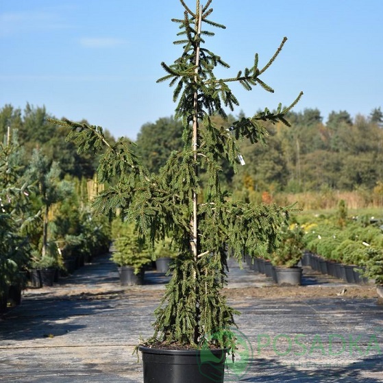 картинка Ель обыкновенная Ротенхаус 10л. 