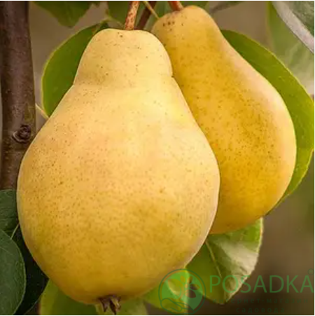 картинка Груша Потомак 