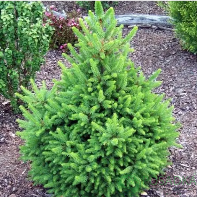 картинка Ель Обыкновенная  