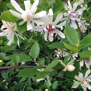 картинка Каликант Calycanthus 'Venus' (Sweetshrub) 