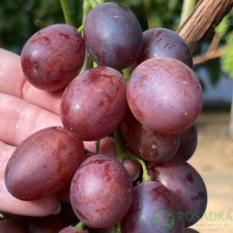 картинка Виноград Энергодар 