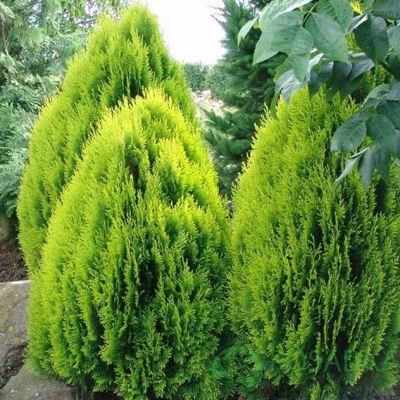 картинка Туя восточная Aurea Nana Р9  картинка Туя восточная Aurea Nana Р9