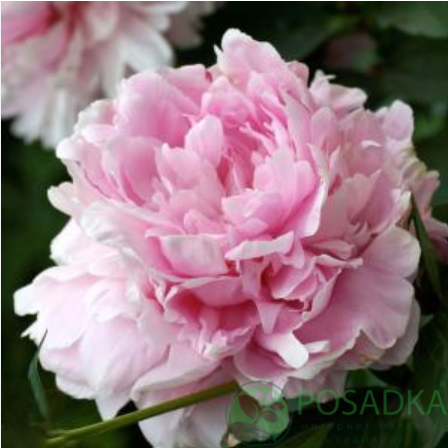 картинка Пион травянистый Pink Chiffon 