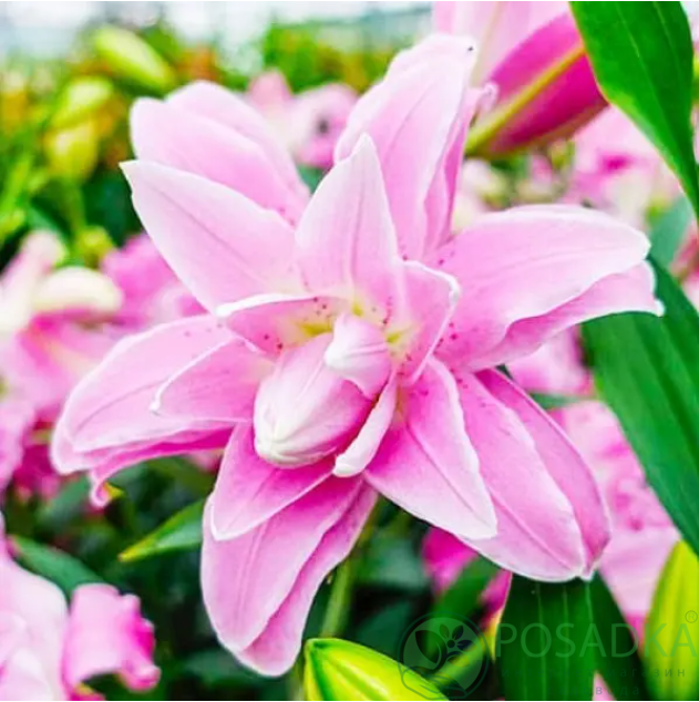 картинка Лилия Lotus Spring 