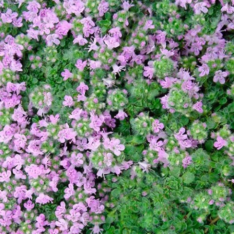 картинка Тимьян ползучий Элфин (Thymus serpyllum Elfin) 