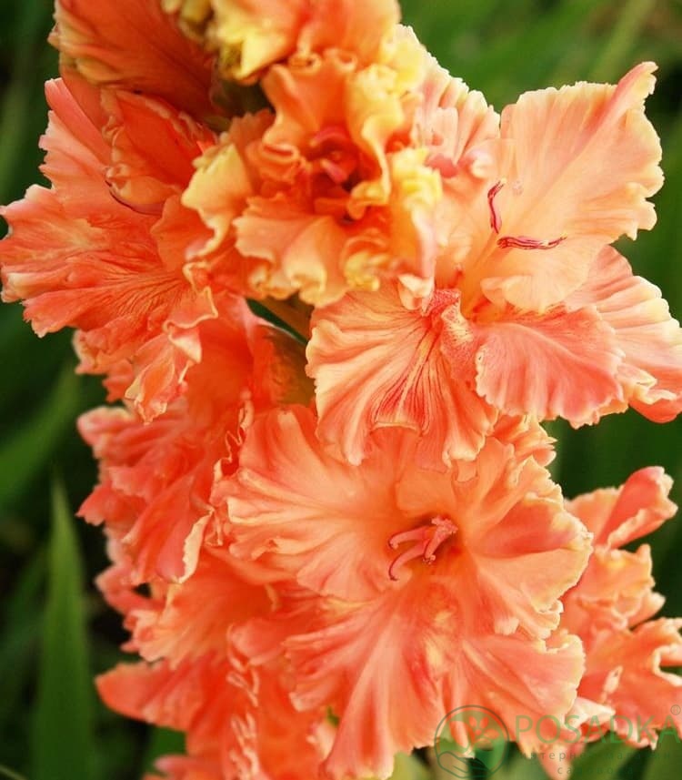 картинка Гладиолус Восход Солнца 