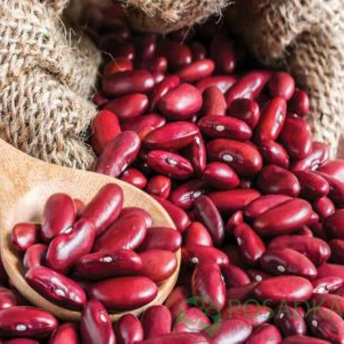 картинка Семена Фасоль Калинка, 20гр, SeedEra картинка Семена Фасоль Калинка, 20гр, SeedEra