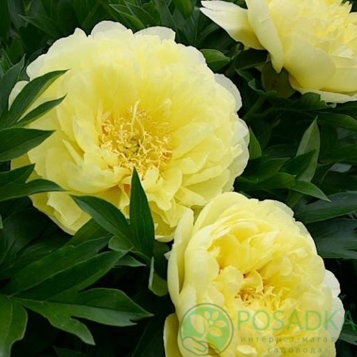 картинка Пион древовидный Paeonia suffr. Yellow 