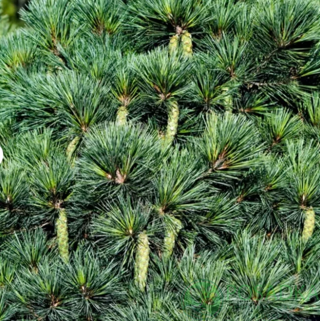 картинка Сосна веймутовая Макопин (Pinus strobus Macopin) 
