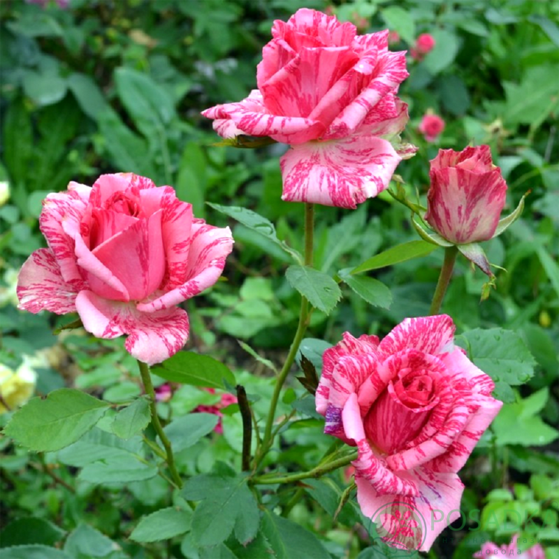 картинка Роза чайно-гибридная Пинк Интуишин С2 