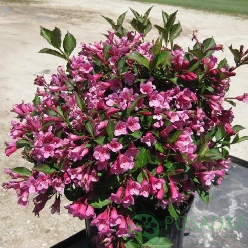 картинка Вейгела цветущая Минуэт 5л 