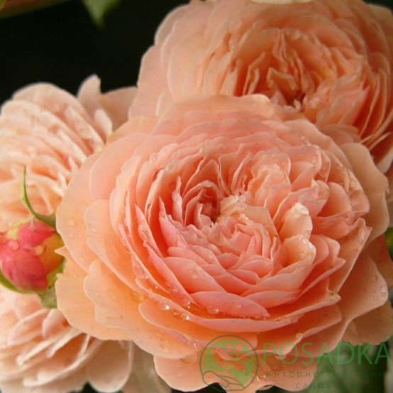 картинка Роза чайно-гибридная Леандра 