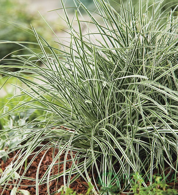 картинка Осока охименская Everest  картинка Осока охименская Everest