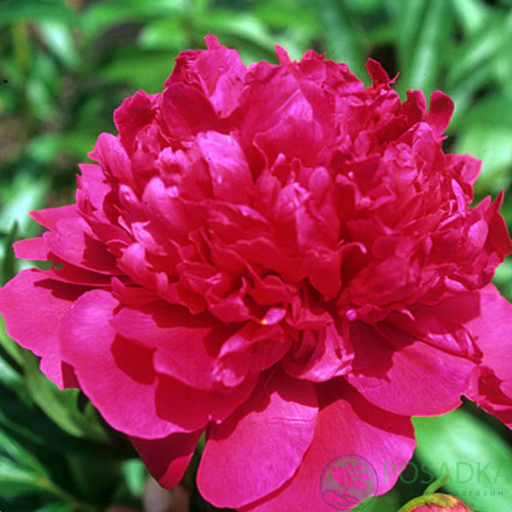 картинка Пион травянистый Felix Supreme 