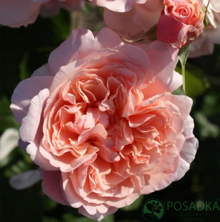 картинка Роза кустовая Роз де Толбиак 