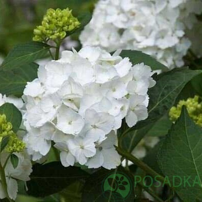 картинка Гортензия крупнолистная Soeur Thérèse (Соер Терез) 