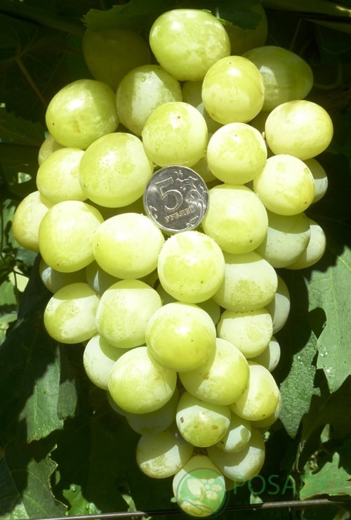 картинка Виноград вегетирующий Джина 