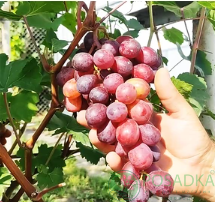 картинка Виноград Энергодар 