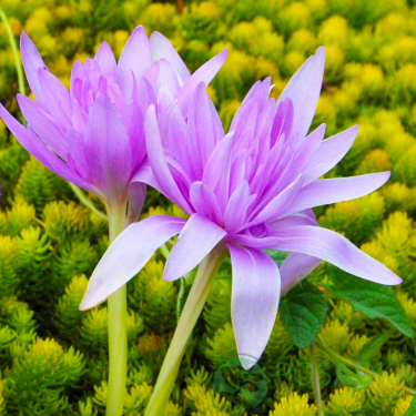 картинка Безвременник (Кольчикум) Autumnale Pleniflorum 
