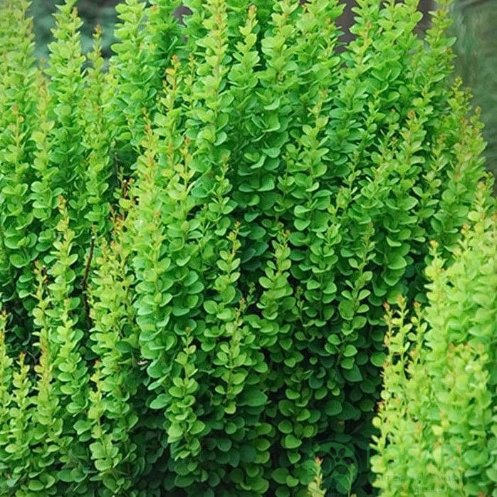 картинка Барбарис Тунберга Erecta  картинка Барбарис Тунберга Erecta